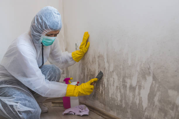 Best Mold Remediation for Rental Properties  in La Luz, NM